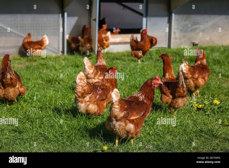 Chicken road game, chicken road deutschland Chicken road game, chicken road deutschland